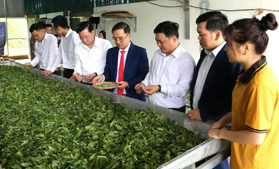 Thái Nguyên công nhận Làng nghề chè Shan tuyết Bằng Phúc