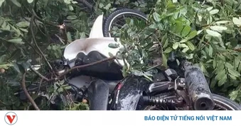 Thanh niên đi xe máy bị cây xanh gãy đổ đè trúng, tử vong