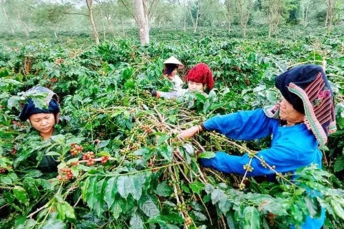 Tháo "điểm nghẽn" để nông nghiệp Điện Biên bứt phá