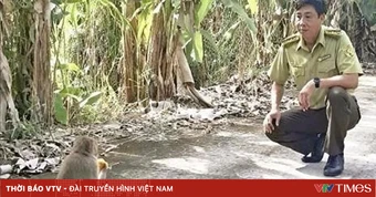 Thêm một cá thể khỉ đuôi dài quý hiếm trở về rừng U Minh Hạ
