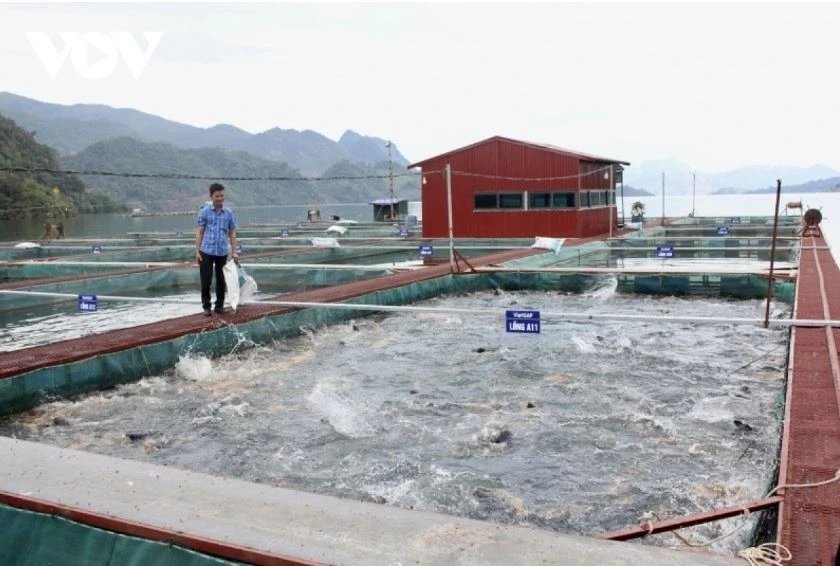 Thoát nghèo, vươn lên khá giả từ đầu tư nuôi cá lồng trên lòng hồ thuỷ điện Thoát nghèo, vươn lên khá giả từ đầu tư nuôi cá lồng trên lòng hồ thuỷ điện