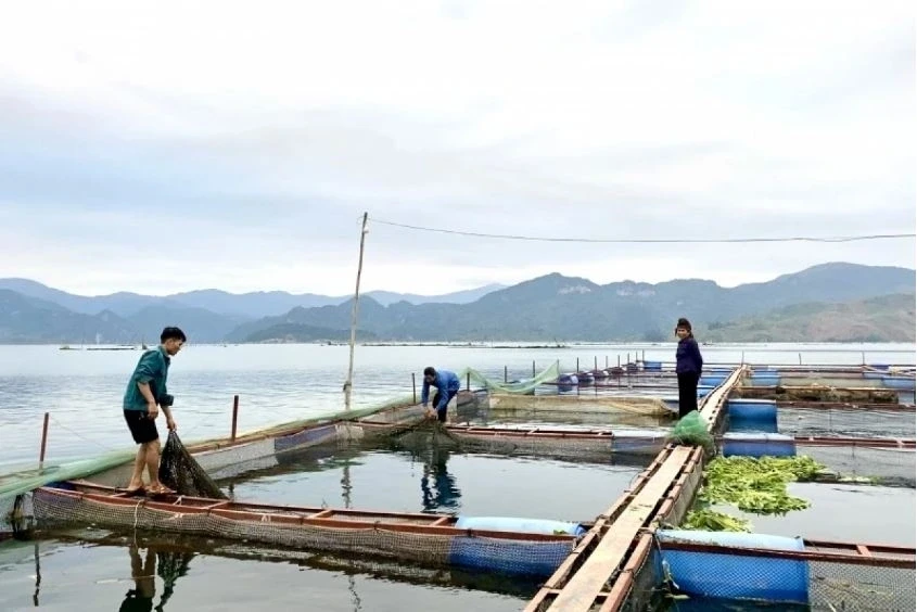 Thoát nghèo, vươn lên khá giả từ đầu tư nuôi cá lồng trên lòng hồ thuỷ điện Thoát nghèo, vươn lên khá giả từ đầu tư nuôi cá lồng trên lòng hồ thuỷ điện