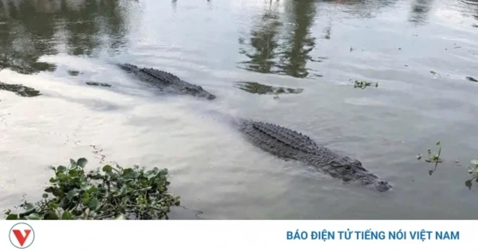 Thông tin 2 con cá sấu trăm ký xuất hiện ở Tiểu Cần là hình ảnh do AI tạo dựng