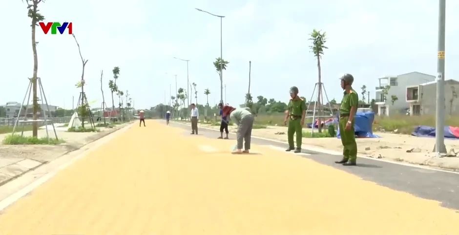 Tiềm ẩn nguy cơ tai nạn từ việc phơi lúa trên đường giao thông Tiềm ẩn nguy cơ tai nạn từ việc phơi lúa trên đường giao thông