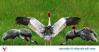 Tiếp nhận 6 cá thể Sếu đầu đỏ về Vườn Quốc gia Tràm Chim