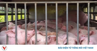 Tiêu hủy 100 con lợn nhiễm bệnh tả lợn Châu Phi ở Quảng Trị