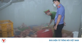 Tiêu hủy gần 1 tấn thịt lợn ở Hưng Yên nghi nhiễm dịch tả lợn châu Phi