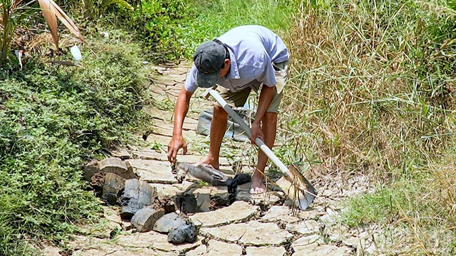 Tìm nguyên nhân cá và cây ăn trái chết hàng loạt tại Tân Thành Tìm nguyên nhân cá và cây ăn trái chết hàng loạt tại Tân Thành