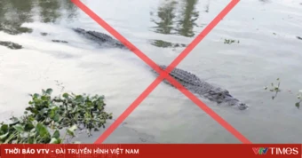 Tin “cá sấu trên sông” ở Vĩnh Long là giả, hình ảnh do AI tạo dựng