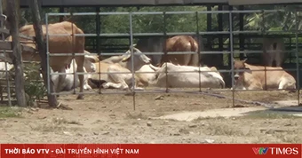Tỉnh Tây Ninh phản hồi có hay không giấy kiểm dịch "cấp sẵn" cho bò nhập lậu