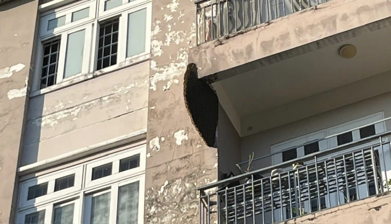 Tổ ong dài gần 1m đe dọa nhiều người dân được phá bỏ Tổ ong dài gần 1m đe dọa nhiều người dân được phá bỏ