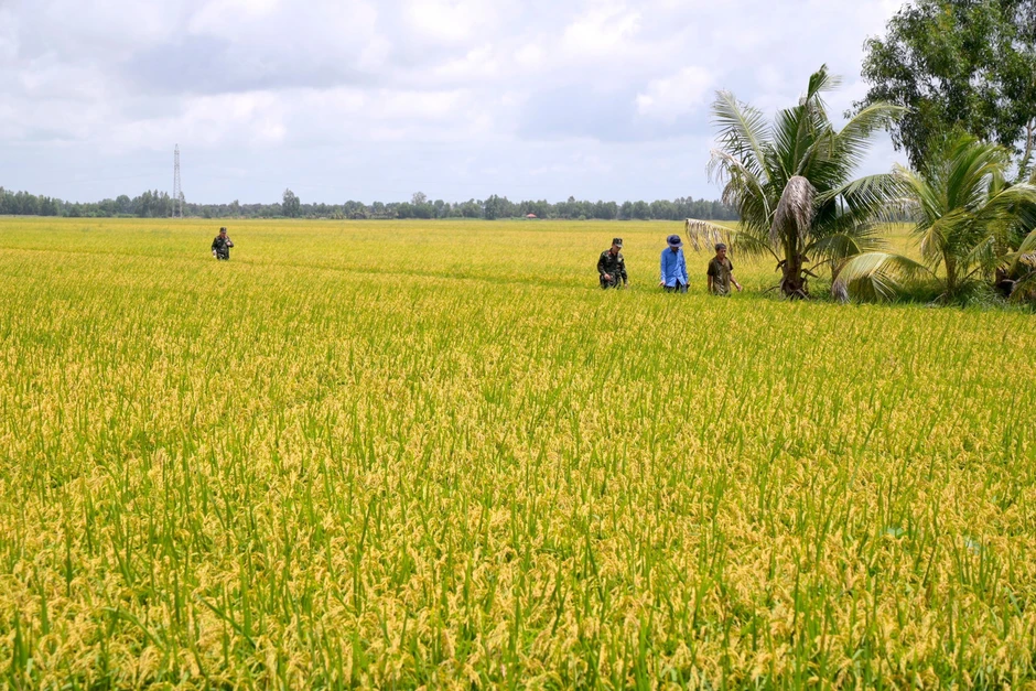 Toàn cảnh khu vực nghi có mộ tập thể hơn 300 liệt sĩ