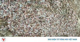 Tôm chết hàng loạt nghi bị đầu độc ở Quảng Trị