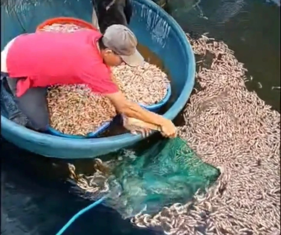 Tôm chết trắng hồ, hút cạn nước phát hiện vật lạ Tôm chết trắng hồ, hút cạn nước phát hiện vật lạ