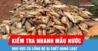 TP Đồng Nai: Kiểm tra nhanh mẫu nước tại khu vực cá chết hàng loạt