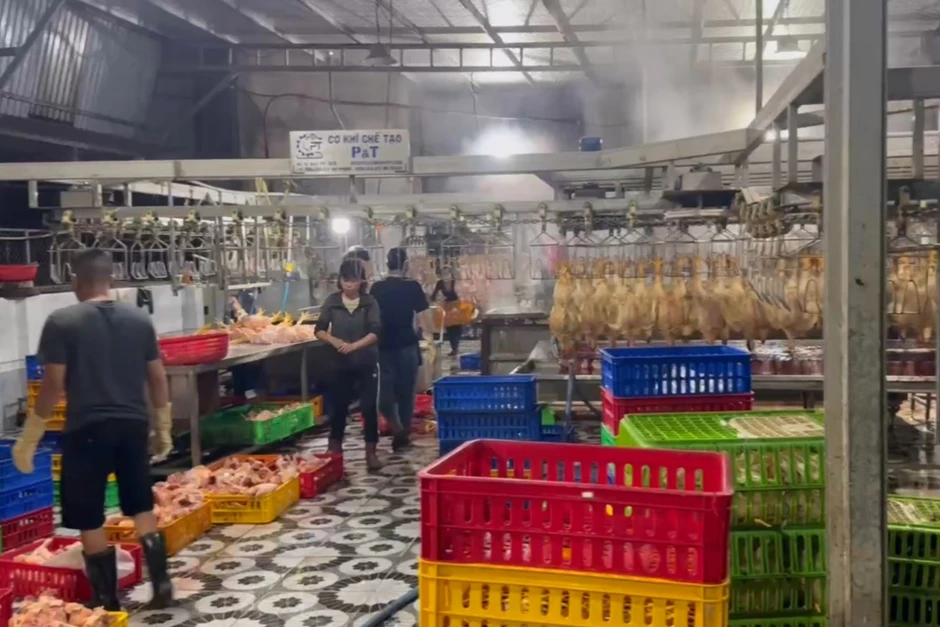 TP Hồ Chí Minh: Phát hiện gần 1.400 con gà giết mổ trái phép, không kiểm dịch TP Hồ Chí Minh: Phát hiện gần 1.400 con gà giết mổ trái phép, không kiểm dịch