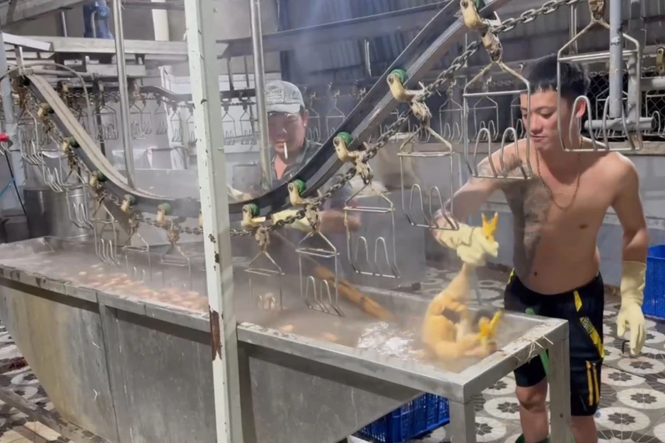 TP Hồ Chí Minh: Phát hiện gần 1.400 con gà giết mổ trái phép, không kiểm dịch TP Hồ Chí Minh: Phát hiện gần 1.400 con gà giết mổ trái phép, không kiểm dịch