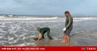 TP Hồ Chí Minh: Rùa biển quý hiếm được cứu hộ và thả về biển