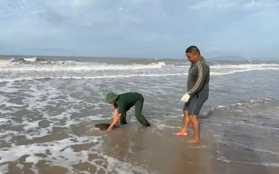 TP Hồ Chí Minh: Rùa biển quý hiếm được cứu hộ và thả về biển TP Hồ Chí Minh: Rùa biển quý hiếm được cứu hộ và thả về biển