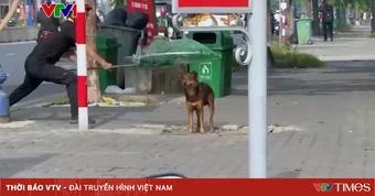 TP Hồ Chí Minh siết quản lý chó thả rông, tăng phòng, chống bệnh dại