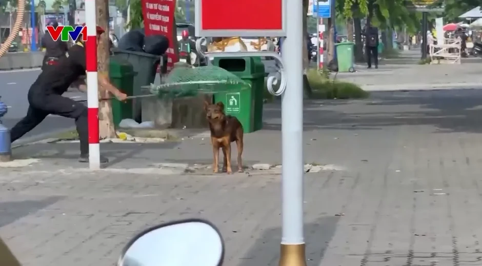 TP Hồ Chí Minh siết quản lý chó thả rông, tăng phòng, chống bệnh dại TP Hồ Chí Minh siết quản lý chó thả rông, tăng phòng, chống bệnh dại