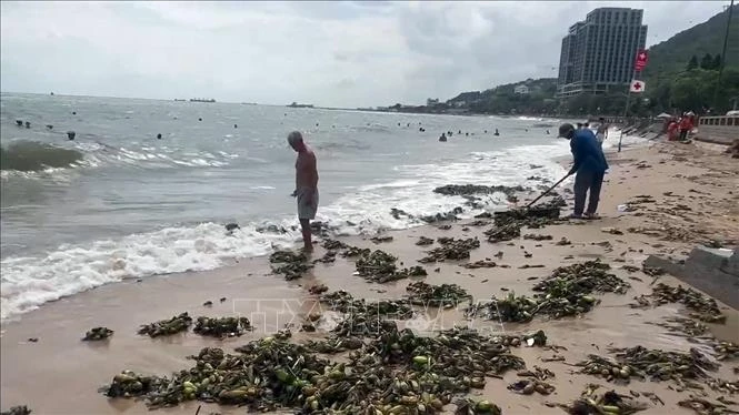 TP Hồ Chí Minh: Thu gom hàng chục tấn lục bình tràn vào bãi tắm Bãi Trước TP Hồ Chí Minh: Thu gom hàng chục tấn lục bình tràn vào bãi tắm Bãi Trước