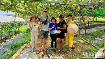 Trải nghiệm ấn tượng vườn nho tại Lương Sơn (Phú Thọ)