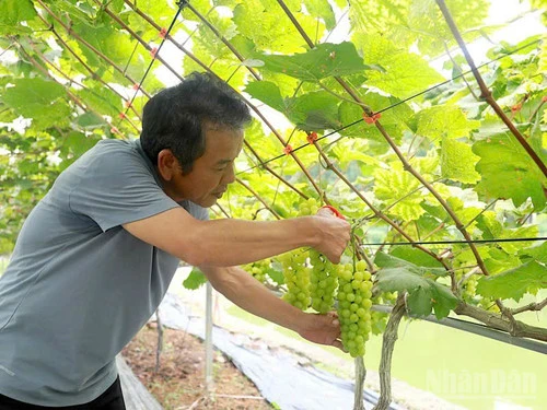 Trải nghiệm ấn tượng vườn nho tại Lương Sơn (Phú Thọ) Trải nghiệm ấn tượng vườn nho tại Lương Sơn (Phú Thọ)