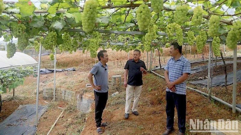 Trải nghiệm ấn tượng vườn nho tại Lương Sơn (Phú Thọ) Trải nghiệm ấn tượng vườn nho tại Lương Sơn (Phú Thọ)