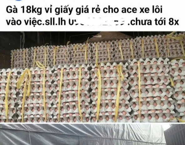 Trứng gà cận date tràn ngập thị trường, chủ trang trại lỗ tiền tỉ Trứng gà cận date tràn ngập thị trường, chủ trang trại lỗ tiền tỉ