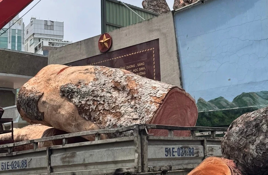 Trường học ở TP.HCM bán đấu giá một cây xà cừ, khởi điểm hơn 80 triệu Trường học ở TP.HCM bán đấu giá một cây xà cừ, khởi điểm hơn 80 triệu