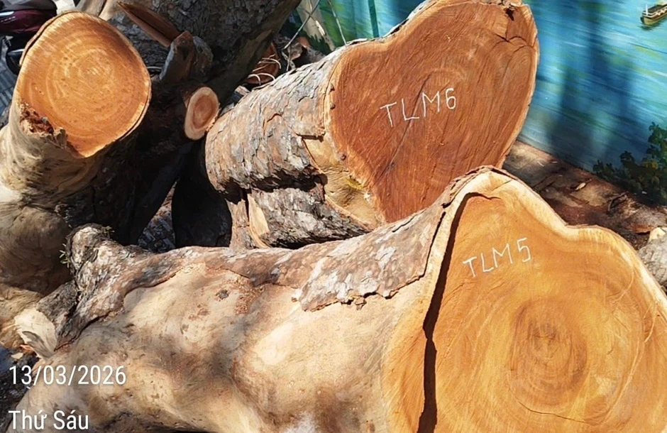 Trường học ở TP.HCM bán đấu giá một cây xà cừ, khởi điểm hơn 80 triệu Trường học ở TP.HCM bán đấu giá một cây xà cừ, khởi điểm hơn 80 triệu