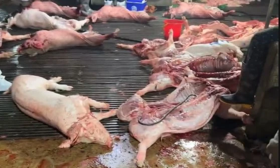 Trường nào sử dụng thịt trong đường dây 300 tấn lợn bệnh? Trường nào sử dụng thịt trong đường dây 300 tấn lợn bệnh?