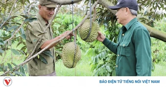 Từ chiến trường đến nương rẫy, vẫn trọn phẩm chất Bộ đội Cụ Hồ