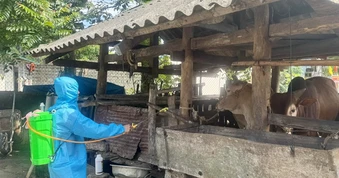Tuyên Quang khẩn trương khống chế bệnh viêm da nổi cục trên đàn bò