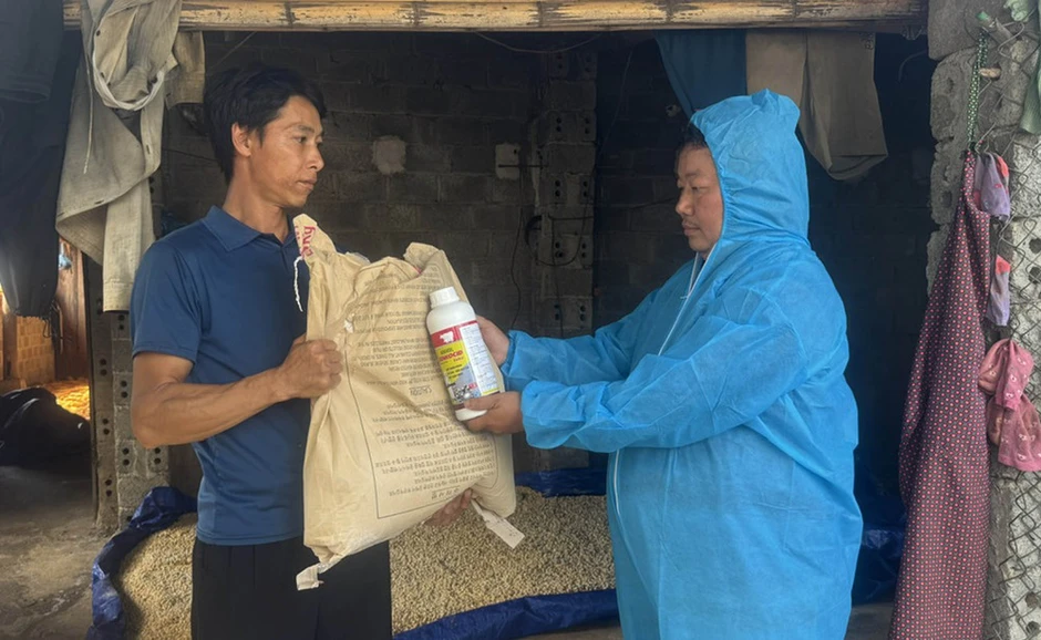 Tuyên Quang khẩn trương khống chế bệnh viêm da nổi cục trên đàn bò Tuyên Quang khẩn trương khống chế bệnh viêm da nổi cục trên đàn bò