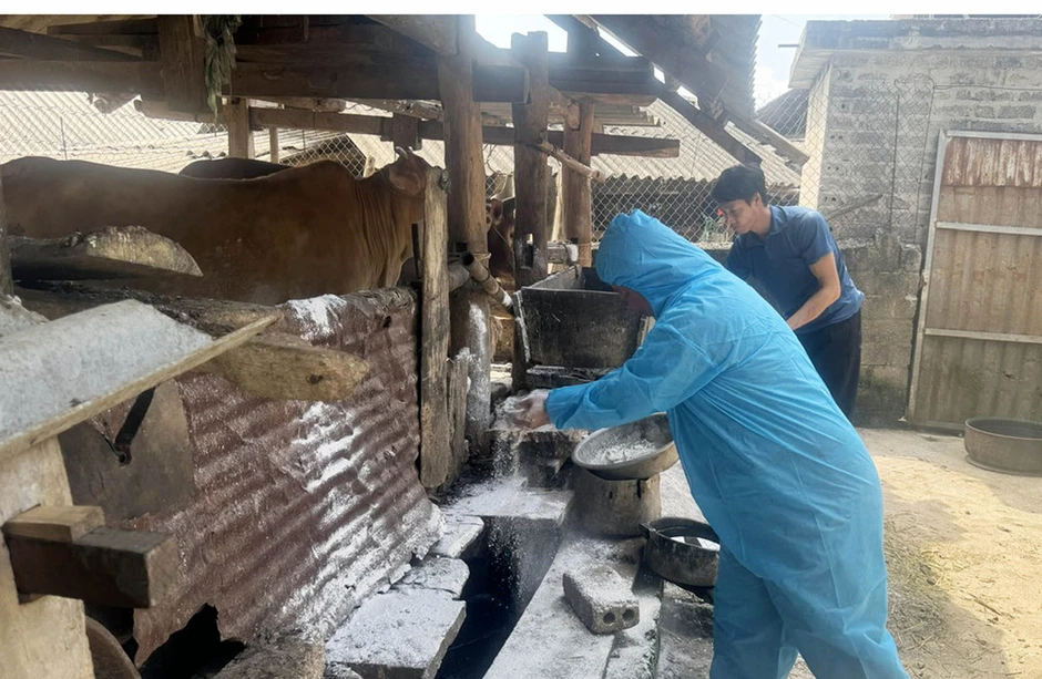 Tuyên Quang khẩn trương khống chế bệnh viêm da nổi cục trên đàn bò Tuyên Quang khẩn trương khống chế bệnh viêm da nổi cục trên đàn bò