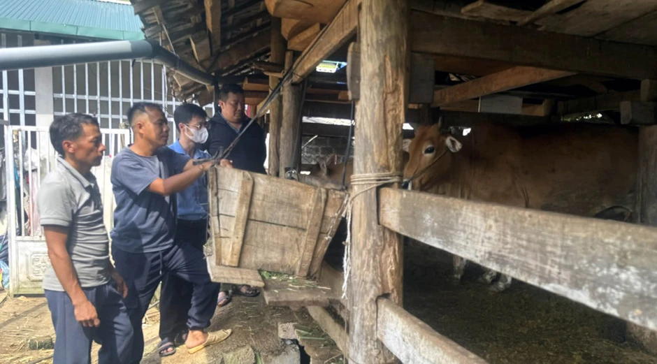 Tuyên Quang khẩn trương khống chế bệnh viêm da nổi cục trên đàn bò Tuyên Quang khẩn trương khống chế bệnh viêm da nổi cục trên đàn bò