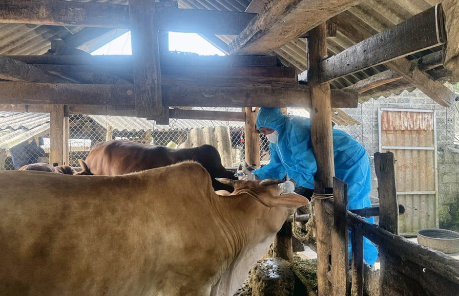 Tuyên Quang khẩn trương khống chế bệnh viêm da nổi cục trên đàn bò Tuyên Quang khẩn trương khống chế bệnh viêm da nổi cục trên đàn bò
