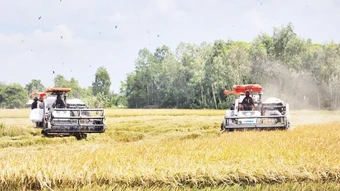 Vai trò khuyến nông trong thực hiện Đề án 1 triệu ha lúa