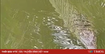 Vây bắt con cá sấu xuất hiện trong ao nước nhà dân