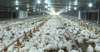 Vi phạm hành chính về chăn nuôi sẽ bị phạt đến 100 triệu đồng