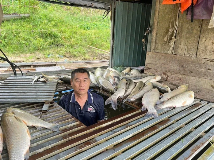 VIDEO: Hàng tấn cá chết nổi trắng tại các lồng, bè nuôi trên sông Lam VIDEO: Hàng tấn cá chết nổi trắng tại các lồng, bè nuôi trên sông Lam
