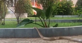 Video rắn hổ trâu lao vào khuôn viên bệnh viện, nhiều người hoảng hốt