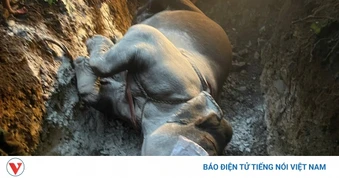 Voi nhà hơn 40 tuổi chết bất thường trong rừng ở Đắk Lắk