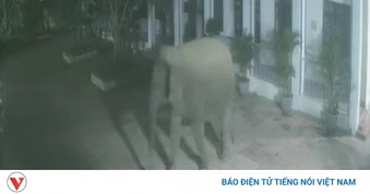 Voi rừng đi vào khu vực trường học Huổi Một ở Sơn La