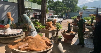 Vụ 42 cây mai vàng không rõ nguồn gốc: Hạt Kiểm lâm Côn Đảo thông tin chính thức