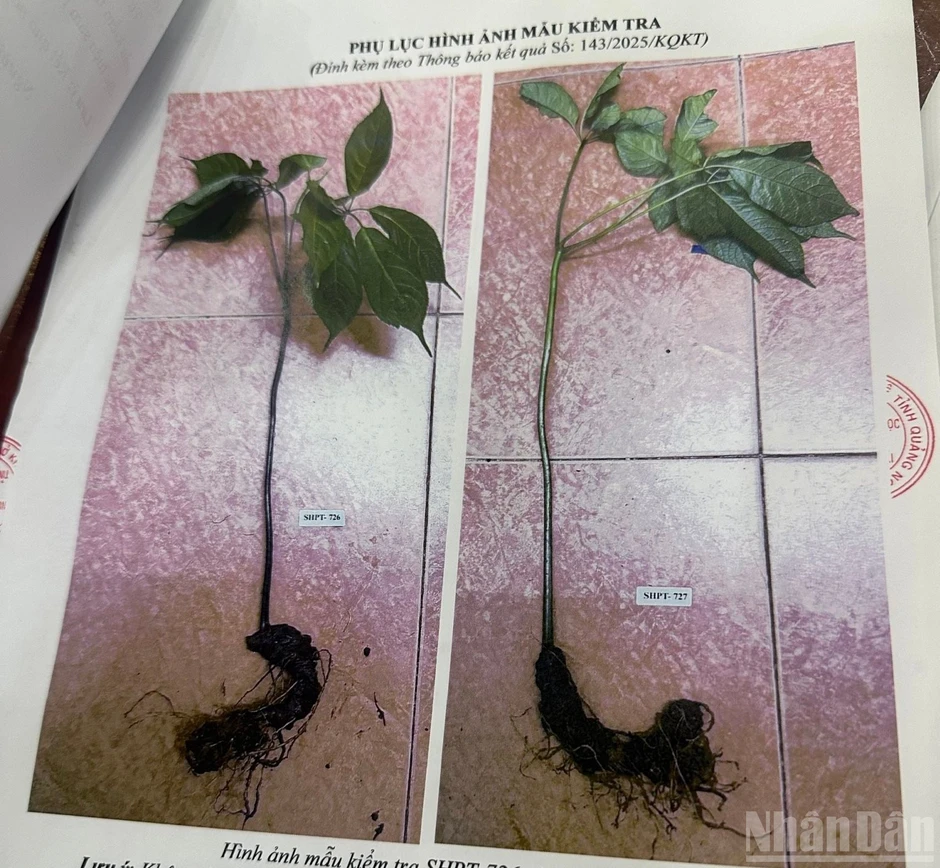 Vụ “Dịch vụ kiểm tra ADN và phân tích saponin sâm Ngọc Linh… chưa được cấp phép”: Nhiều doanh nghiệp, cá nhân gửi mẫu kiểm tra ADN Vụ “Dịch vụ kiểm tra ADN và phân tích saponin sâm Ngọc Linh… chưa được cấp phép”: Nhiều doanh nghiệp, cá nhân gửi mẫu kiểm tra ADN