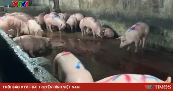 Vụ gần 300 tấn thịt lợn bệnh vào trường học: Lỗ hổng trong giám sát, kiểm dịch