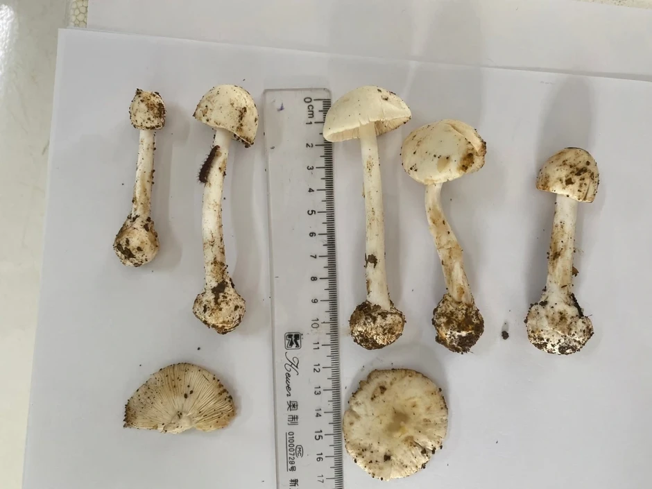 Vụ ngộ độc nấm ở Sơn La, 1 người được xuất viện Vụ ngộ độc nấm ở Sơn La, 1 người được xuất viện